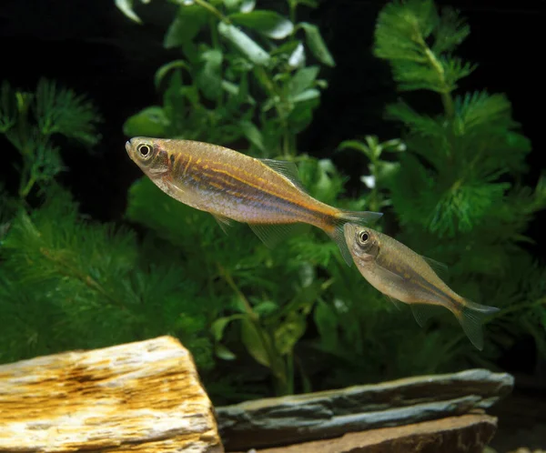 DANIO MALABAR  danio aequipinnatus — Stock Photo, Image