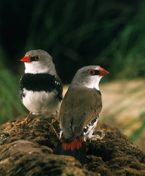 다이아몬드로 만든 goutteletettes stonopleura guttata — 스톡 사진