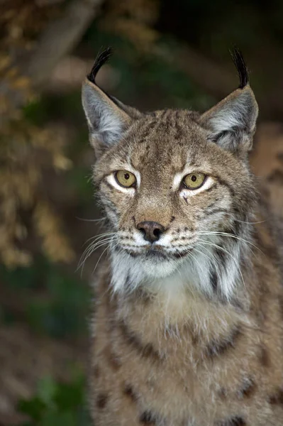 Luchs boreal felis lynx — Stockfoto