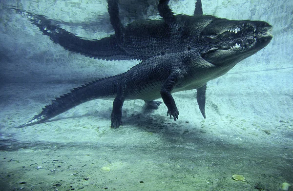 Crocodile Marin crocodylus porosus —  Fotos de Stock