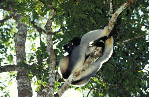 INDRI indri — Fotografia de Stock