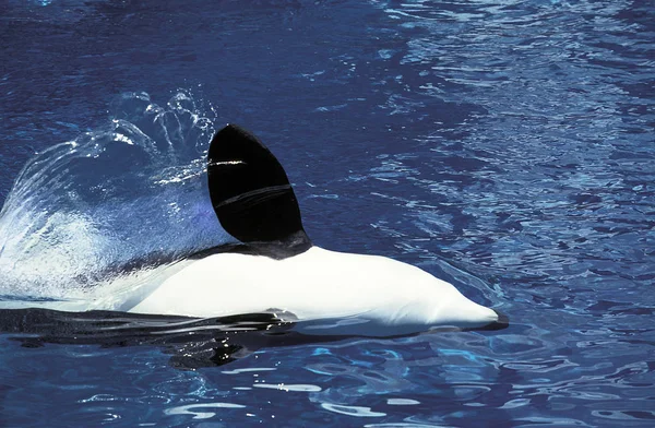 Orca Epaulard orcinus orca — Foto de Stock