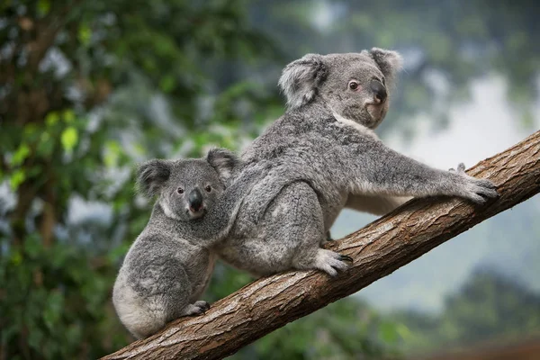 Koala phascolarctos cinereus — Stock Fotó