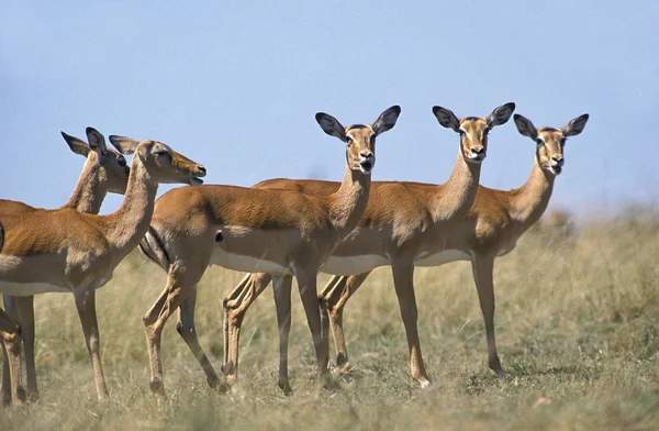 Impala aepyceros melampus — 图库照片