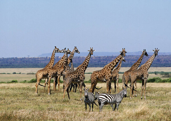 Masai Giraffe, giraffa camelopardalis tippelskirchi, Group in Savanah, Masai Mara Park in Kenya