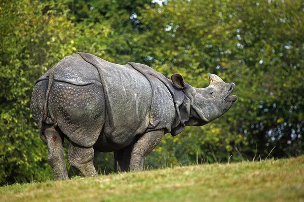 RHINOCEROS INDIEN Rhinoceros unicornis — стоковое фото