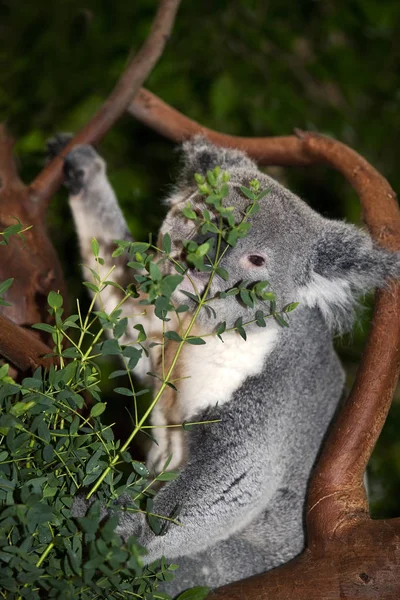 Koala phascolarctos cinereus — Zdjęcie stockowe