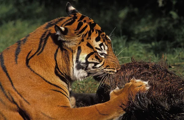 Tigre De Sumatra panthera tigris sumatrae — Stock fotografie