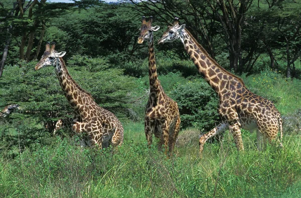 Girafe Masai zürafa camelopardalis tippelskirchi — Stok fotoğraf