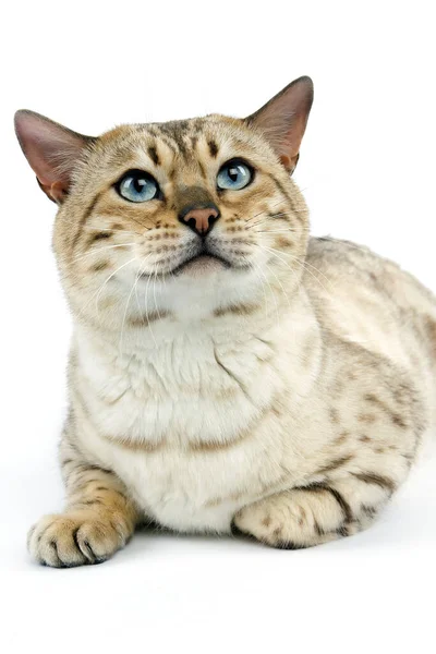 Bengal Mink Tabby — 图库照片