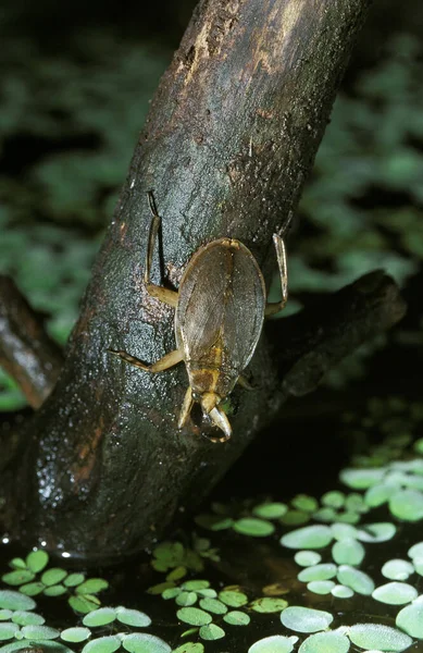 Punaise D Eau abedus herberti — Foto de Stock