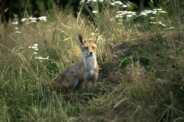 Renard Roux vulpes vulpes — Fotografia de Stock