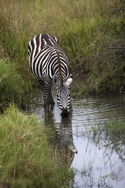 Zebre De Burchell equus burchelli — Zdjęcie stockowe