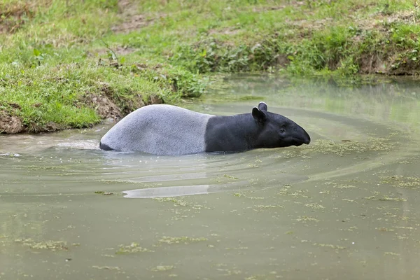 TAPIR DE MALAISIE tapirus indicus — Stock Photo, Image