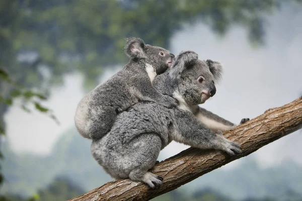 Koala phascolarctos cinereus — Stockfoto