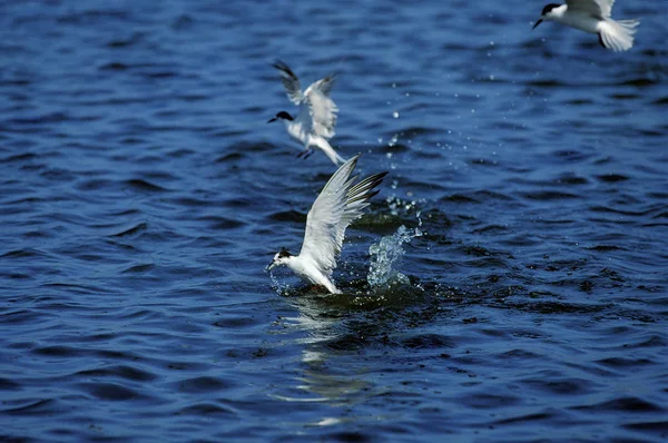 Sterna hirundo de Sterne Pierde — Foto de Stock