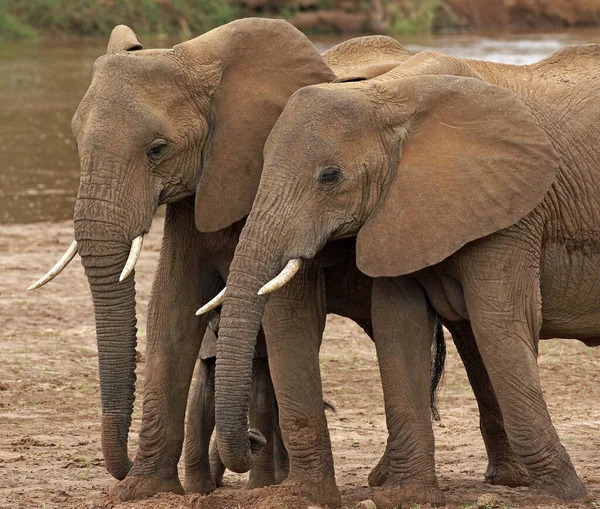 ELEPHANT D 'AFRIQUE loxodonta africana — стоковое фото