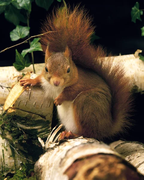 Ecureuil Roux sciurus vulgaris — Zdjęcie stockowe