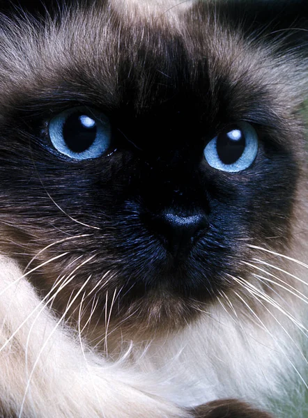 Sacre de Birmanie — Stockfoto