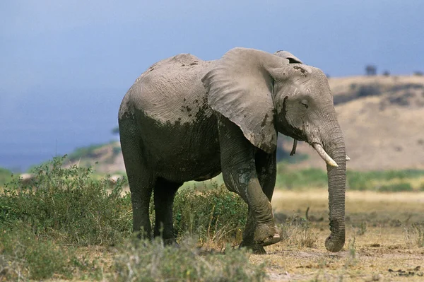 Słoń D 'Afrique loxodonta africana — Zdjęcie stockowe