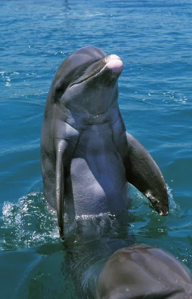 GRAND DAUPHIN tursiops truncatus — ஸ்டாக் புகைப்படம்