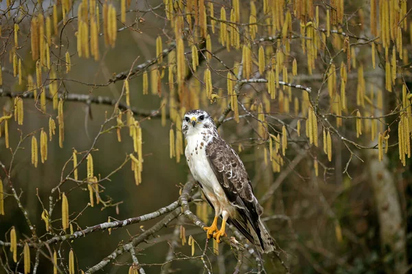 Buse Variabele buteo buteo — Stockfoto