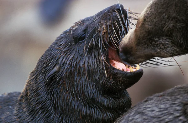 Otarie A Fourrure D 'Afrique Du Sud arctocephalus pusillus — Stockfoto