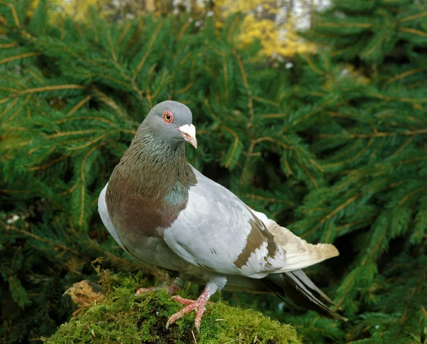 PIGEON ROMAIN — Stock Photo, Image