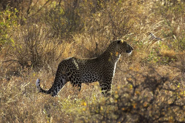 PANTHERE LEOPARD pantera pardus —  Fotos de Stock