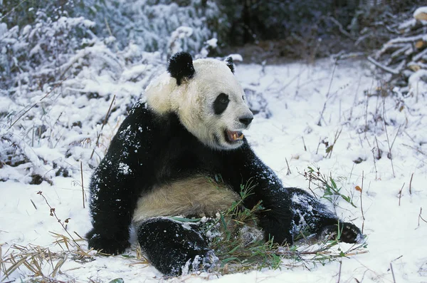 Büyük Panda hasta uropoda melanoleuca — Stok fotoğraf