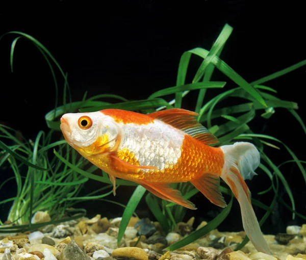 Poisson Rouge Queue De Voile carassius auratus — Fotografia de Stock