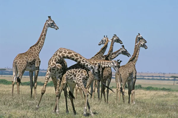 Girafe Masai giraffa camelopardalis tippelskirchi — стокове фото