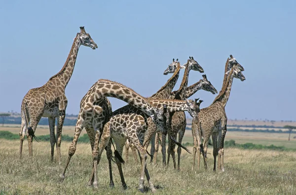 GIRAFE MASAI girafa camelopardalis tippelskirchi — Fotografia de Stock