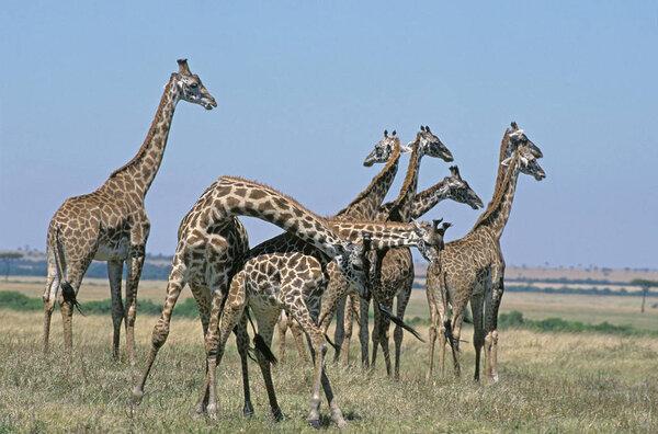 Masai Giraffe, giraffa camelopardalis tippelskirchi, Group in Savanah, Pair fighting, Masai Mara Park in Kenya