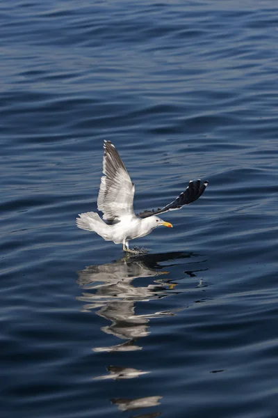 Goeland Dominicain larus dominicanus — стокове фото