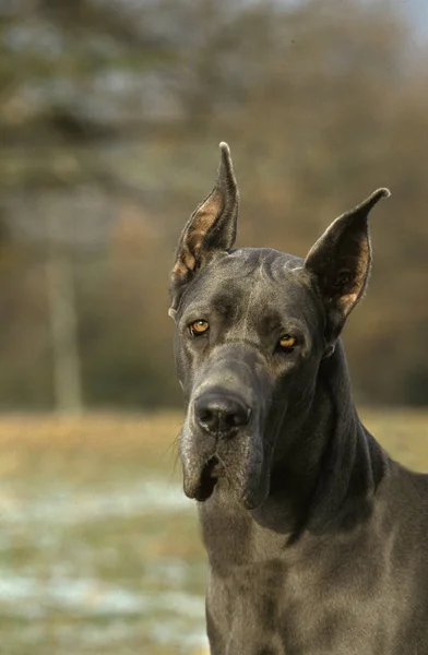 ALEMANIA DE PERROS —  Fotos de Stock