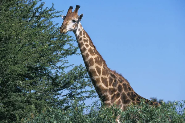 Girafe Masai zürafa camelopardalis tippelskirchi — Stok fotoğraf