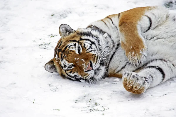 Tigre De Siberie Panthera tigris altaica — Fotografia de Stock