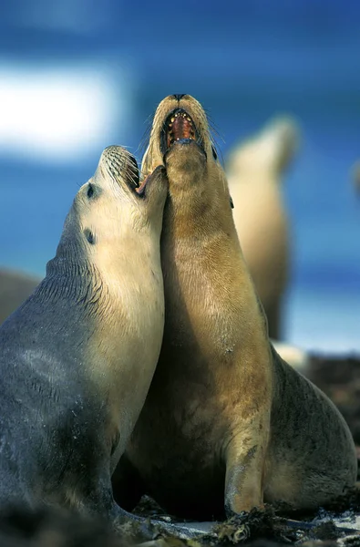 ( 영어 ) lion de mer ( 영어 ) Ostralien neophoca cinerea — 스톡 사진