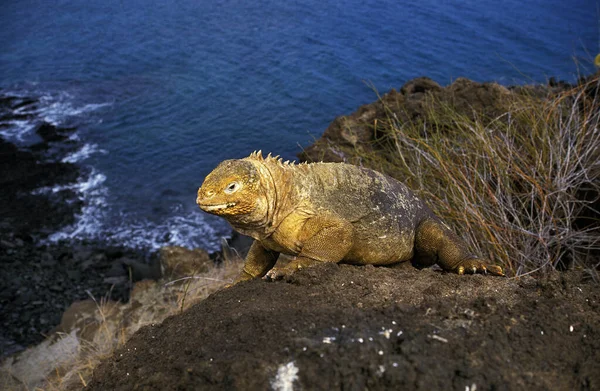 Iguane Terrestre des Galapagos conolophus subcristatus — Foto de Stock