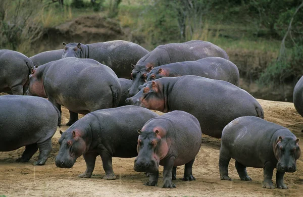 HIPPOPOTAME hipopótamo anfibio —  Fotos de Stock