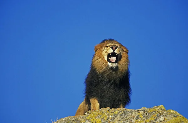 Lion D'Afrique panthera leo — стокове фото