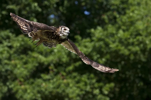 Hibou Grand Duc Du Cap bubo capensis — 图库照片