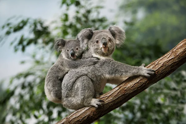 KOALA phascolarctos cinereus — Stock Photo, Image