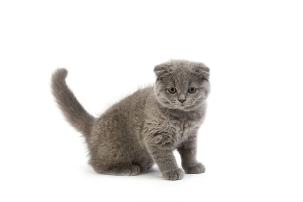 SCOTTISH FOLD BLEU — Stock Photo, Image