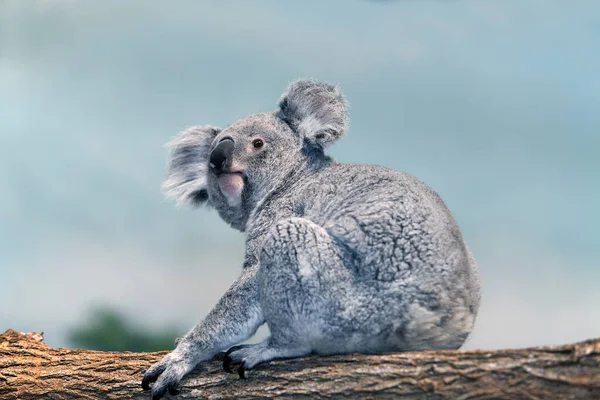 Koala phascolarctos cinereus — Φωτογραφία Αρχείου