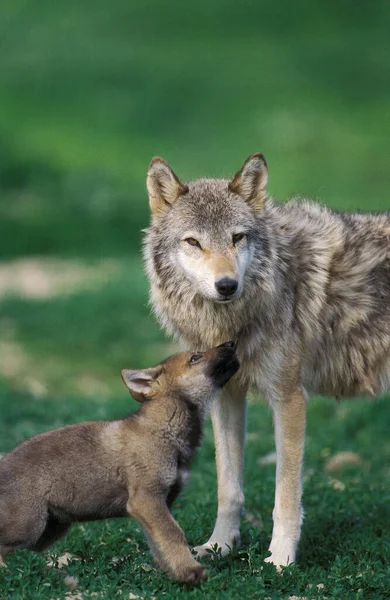 LOUP D 'EUROPE canis lupus — Fotografia de Stock