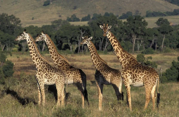 Żyrafa Masai żyrafa camelopardalis tippelskirchi — Zdjęcie stockowe