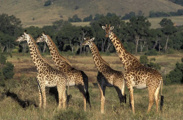 GIRAFE MASAI jirafa camelopardalis tippelskirchi — Foto de Stock