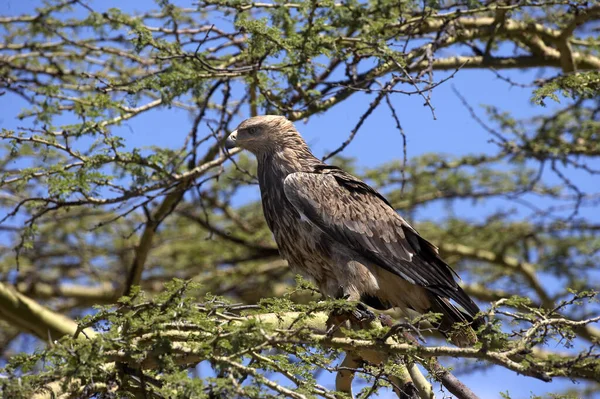 Aigle Ravisseur aquila rapax — Zdjęcie stockowe